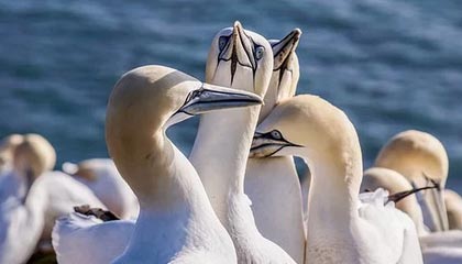 开云电竞-【集锦】河南0-1泰山，王国明出击失误，瓦科吊门得手