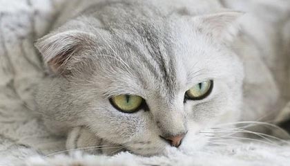 开云电竞-北爱赛颜丙涛意外遭“黑马”淘汰 中国军团止步八强